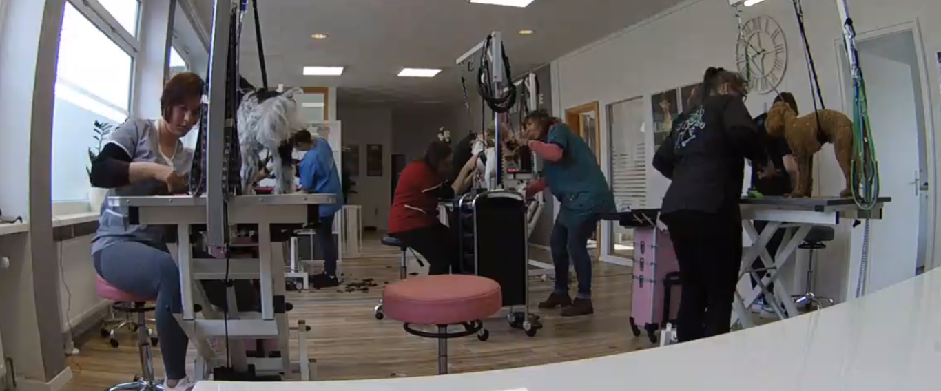 Tiersalon mit mehreren Personen, die Hunde pflegen und betreuen.